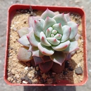 Echeveria Blue Bird