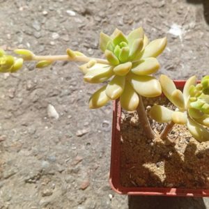 Sedum Gospo