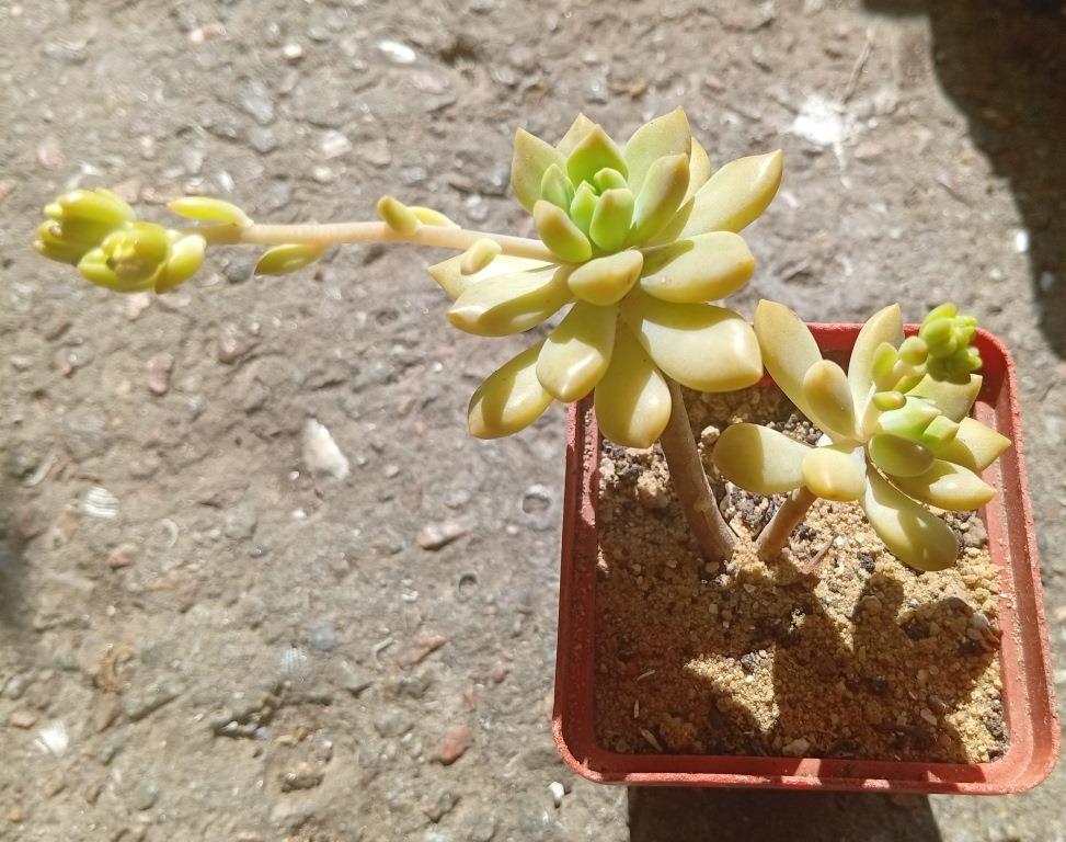 Sedum Gospo