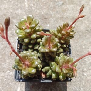 Anacampseroa retusa