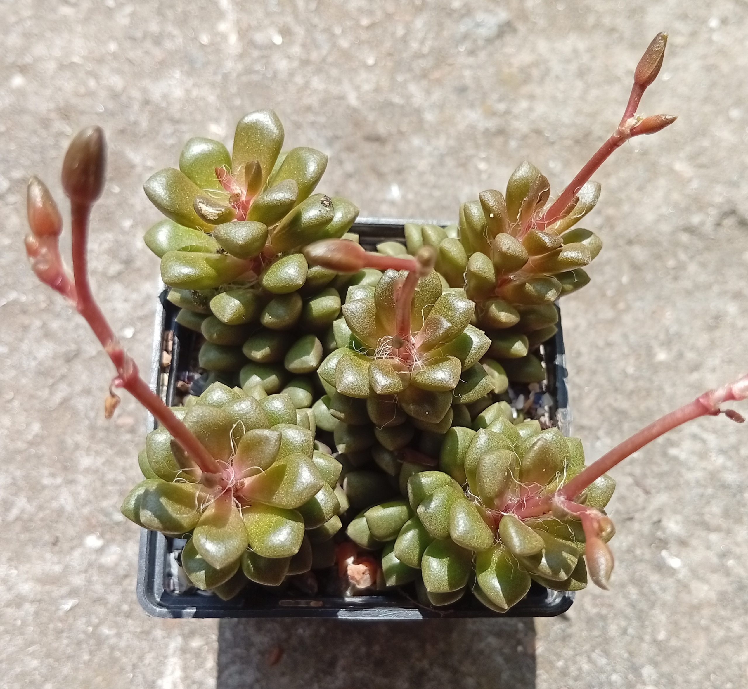 Anacampseroa retusa