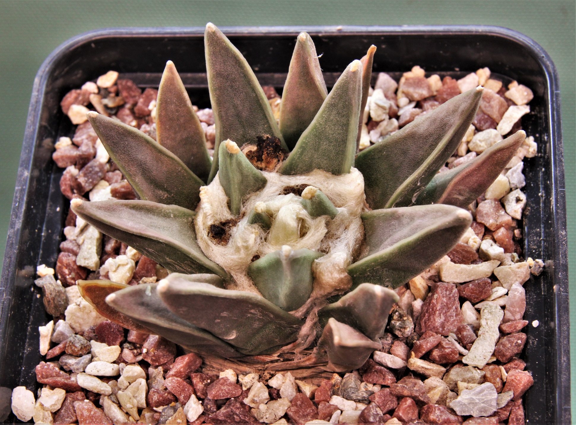 Ariocarpus-retusus-1