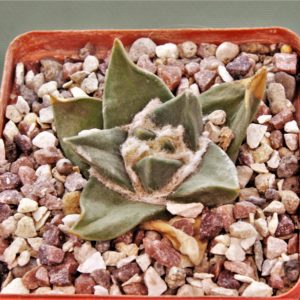 Ariocarpus-trigonus-CA-520