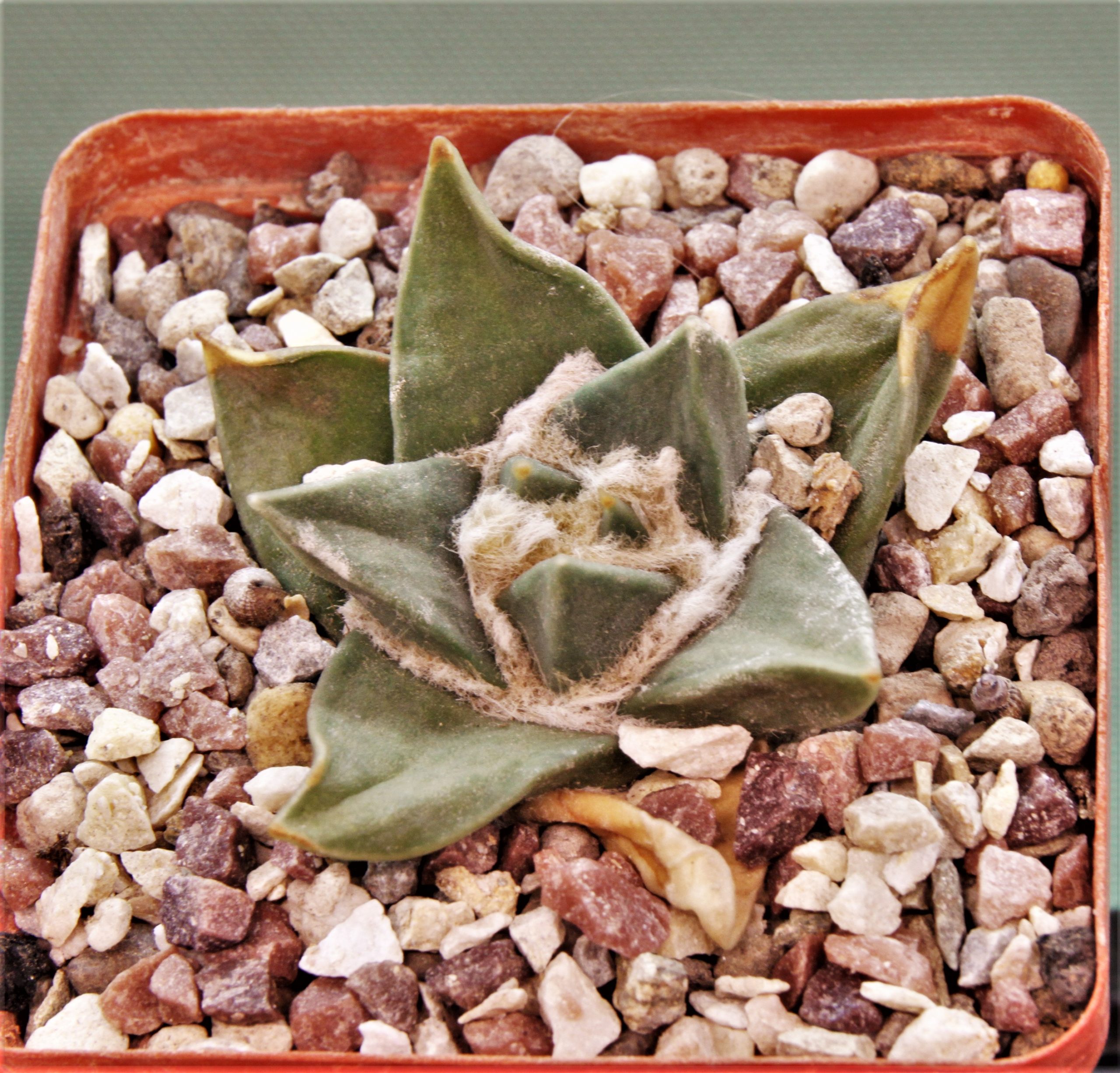 Ariocarpus-trigonus-CA-520