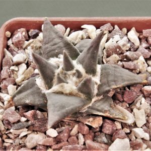 Ariocarpus-trigonus.Garcia-Valdes