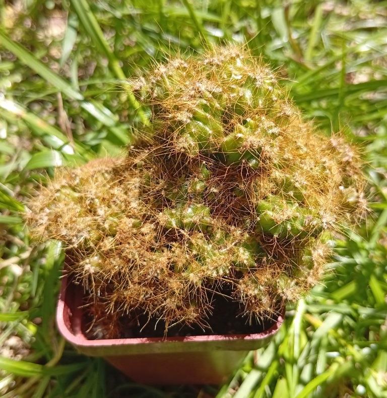 Cereus jamacaru