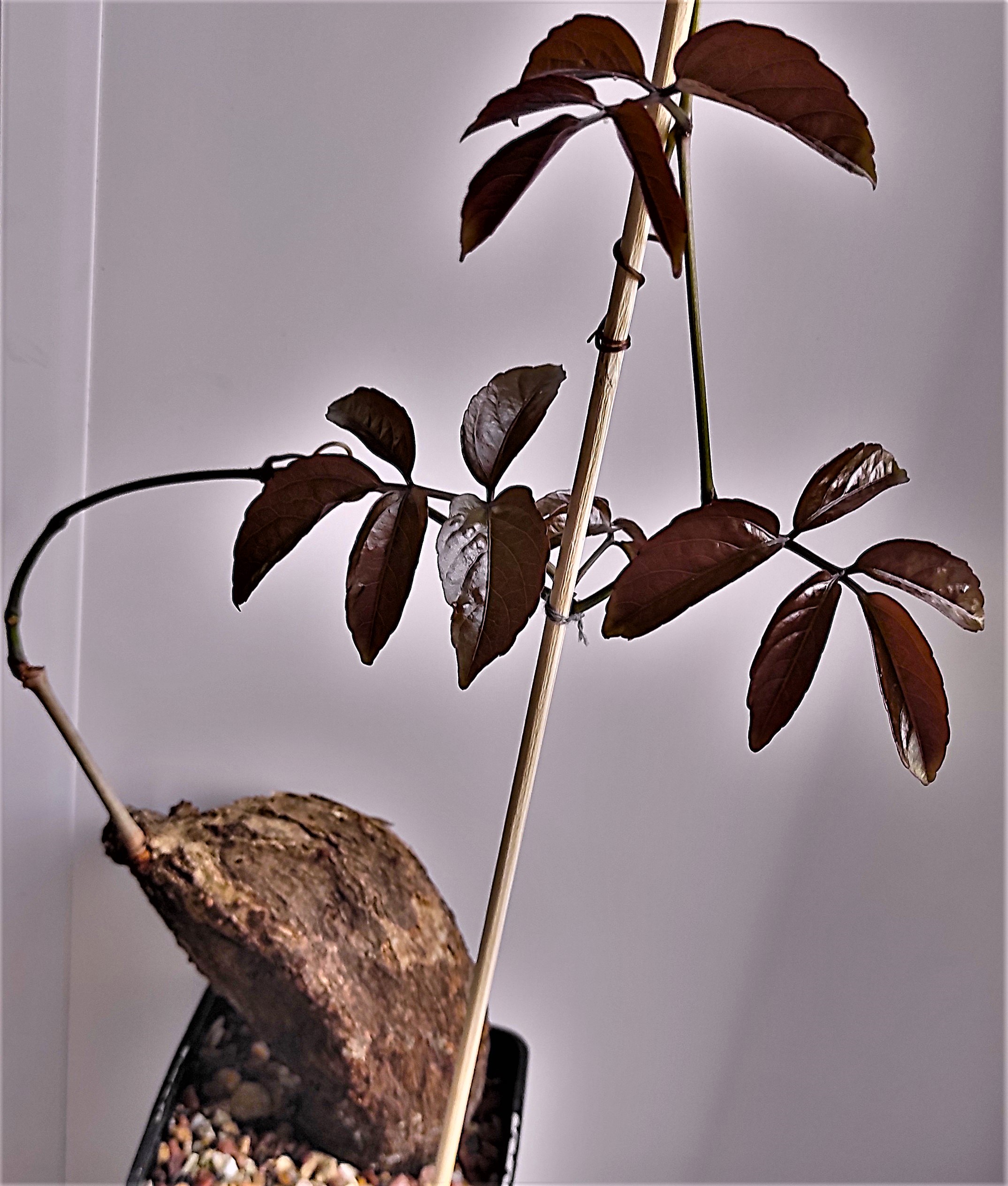 Cyphostemma-pachypus-Red-Leaf