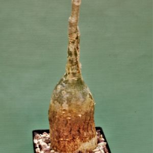 Cyphostemma-laza-2