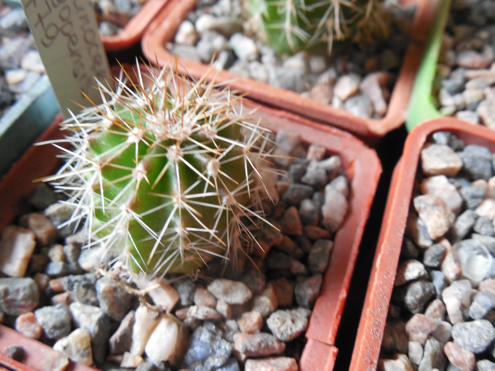 Echinocereus stoloniferus - v.tayopensis L 779 - Deherdt -