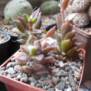 Anacampseros spec.