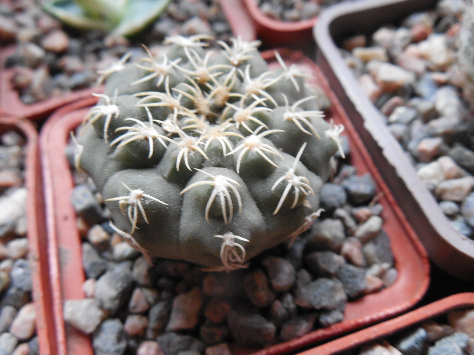 Gymnocalycium kvehlianum - v.flavispinum