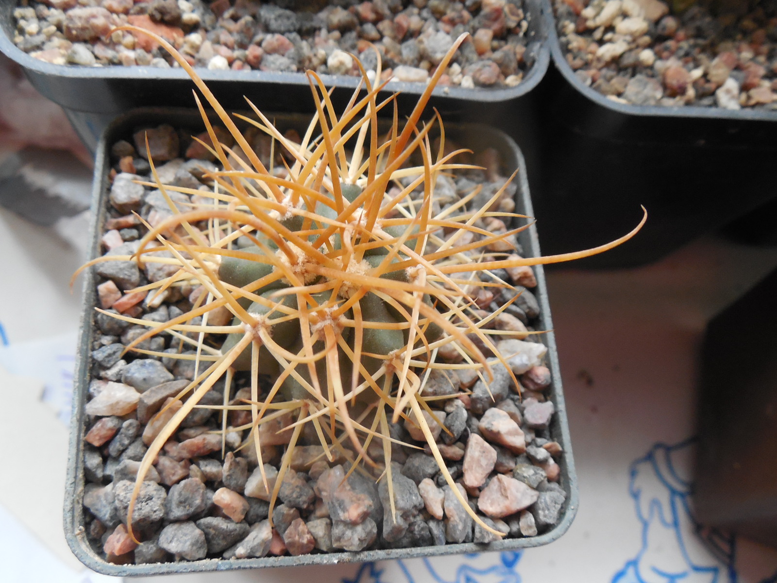 Ferocactus chrysacanthus - L 010 - Isla Cedros- MG - з відбору -