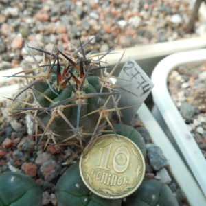 Acanthocalycium glaucum WR 872