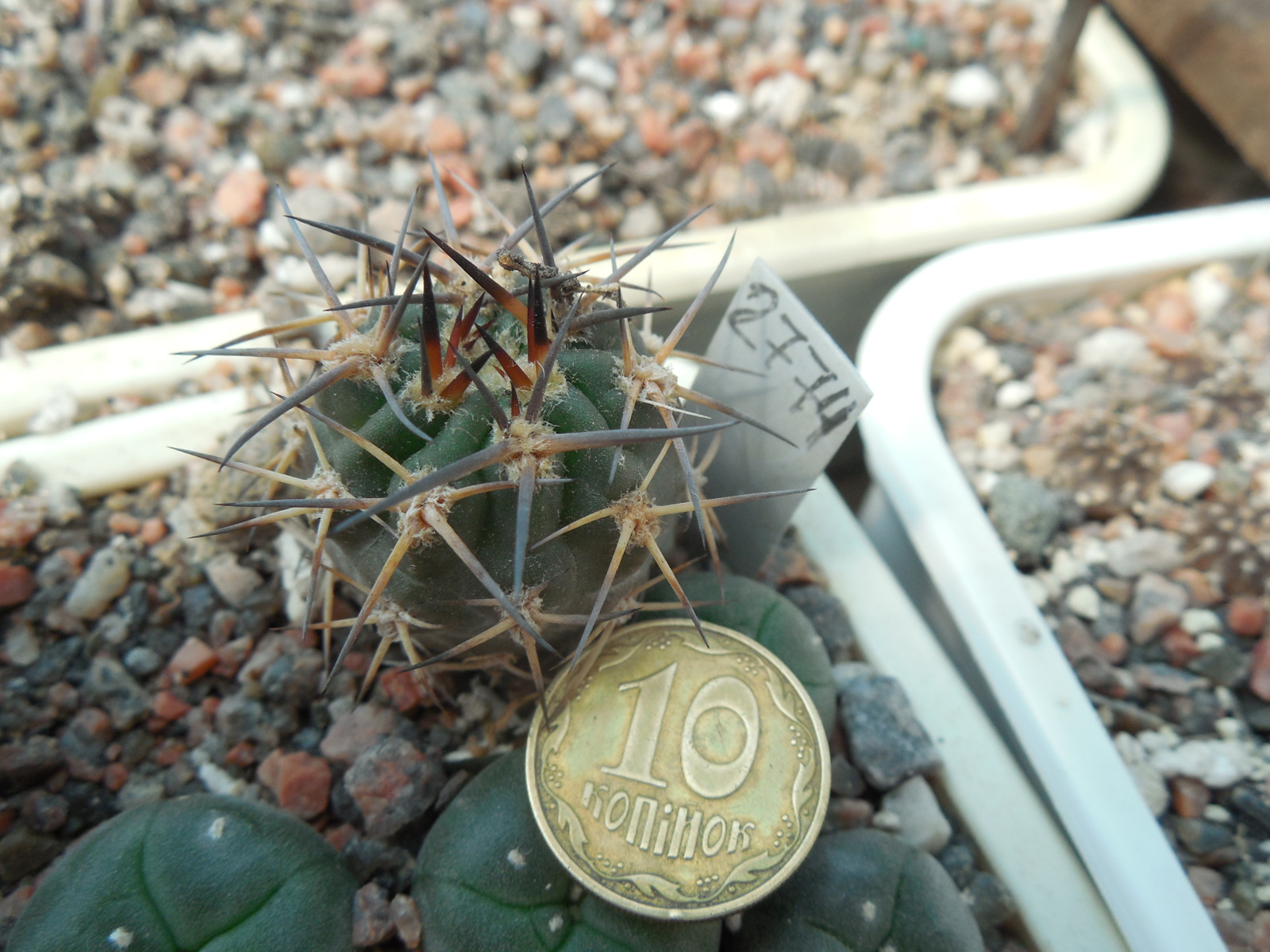 Acanthocalycium glaucum WR 872