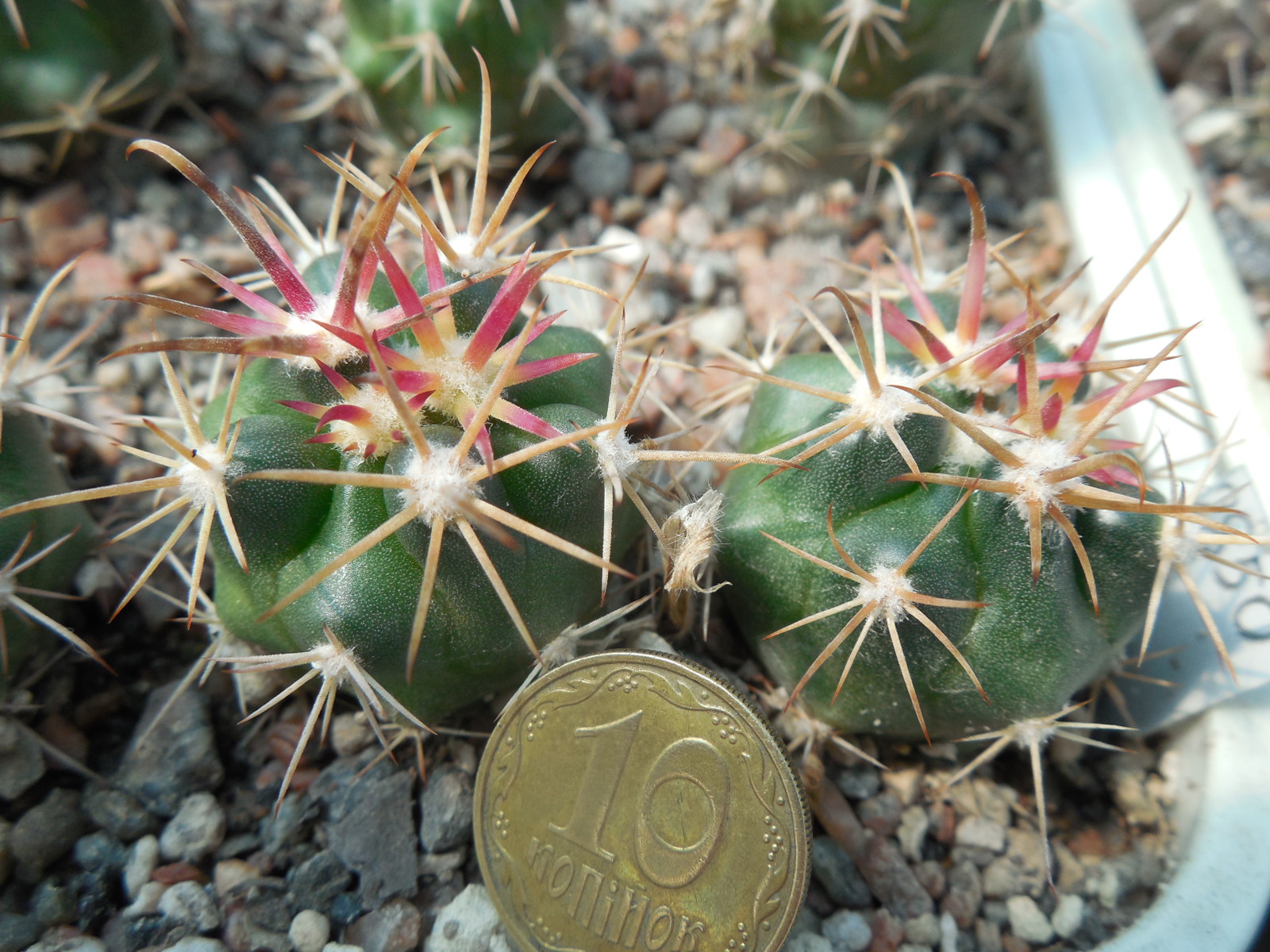 Ferocactus fordii - small form, miniature  - MG -