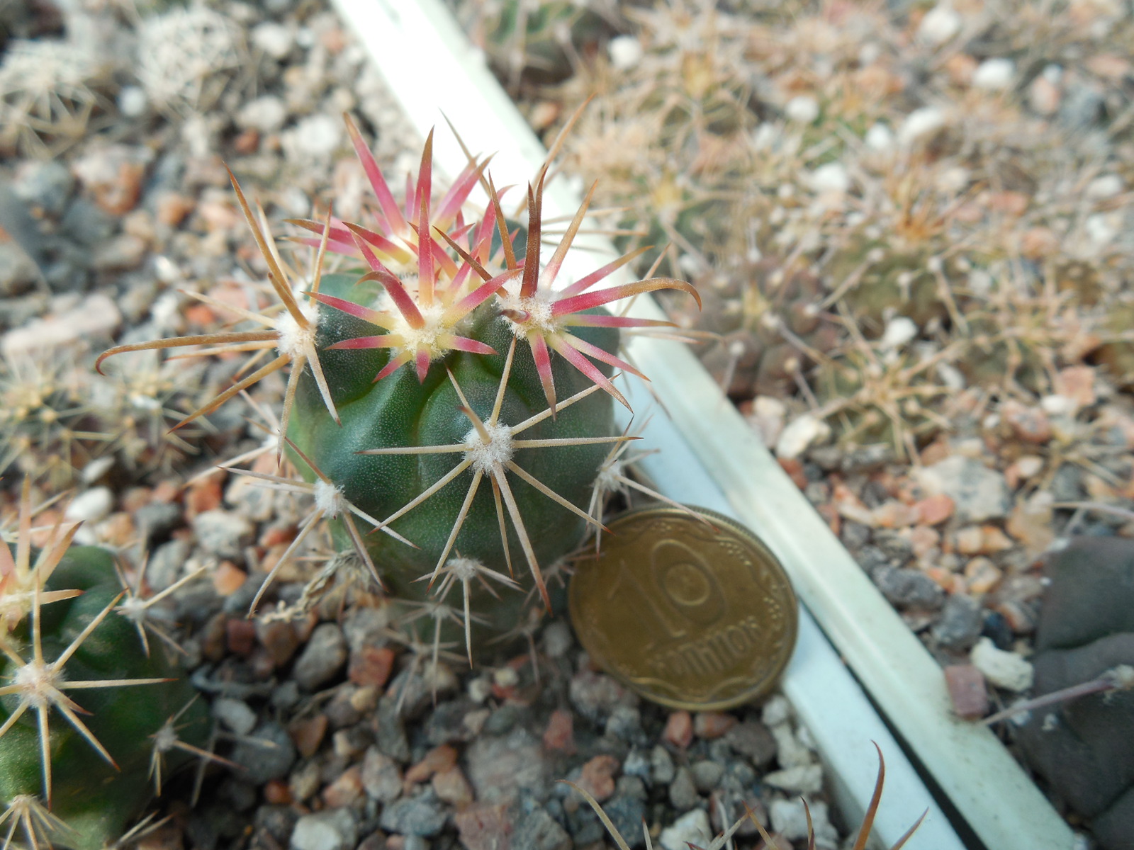 Ferocactus fordii - small form, miniature  - MG -
