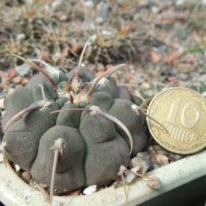 Gymnocalycium vatteri - f. uno spine