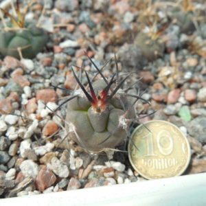Pyrrhocactus villicumensis LF 139 - Bercht -