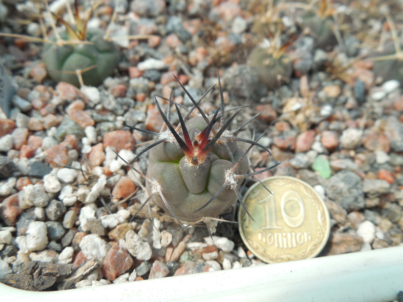 Pyrrhocactus villicumensis LF 139 - Bercht -