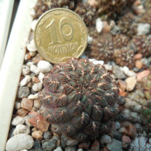 Sulcorebutia pulchra HS 78 - Presto, Chuquisaca - Deherdt -