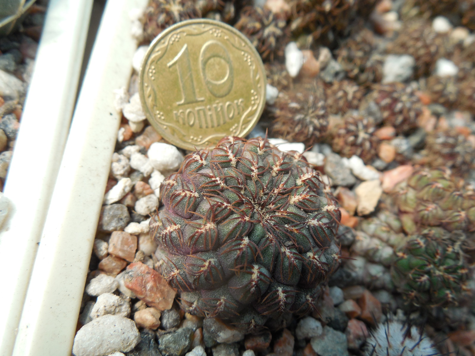 Sulcorebutia pulchra HS 78 - Presto, Chuquisaca - Deherdt -