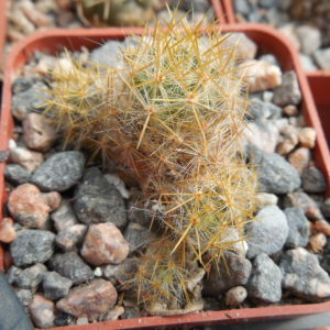 Mammillaria prolifera cv. "Lami Lode"