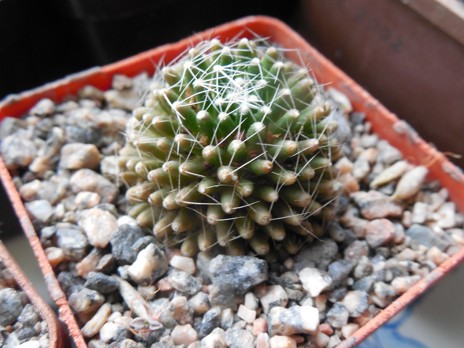 Mammillaria bocasana - cv. caterprincy (paintheri)