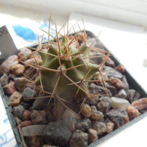 Echinocereus triglochidiatus SB 1067 - Fremont Co, Colorado - (to - 23*C) very small stems  -MG- (Копировать)