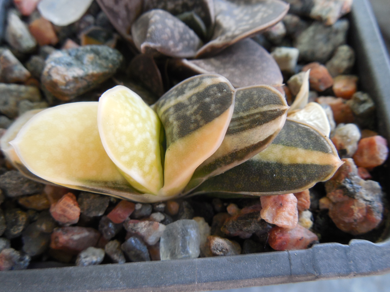Gasteria minima - f. variegata