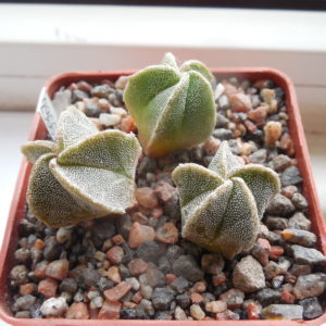 Astrophytum myriostigma cv. kikkoranpo seminuda - RS.