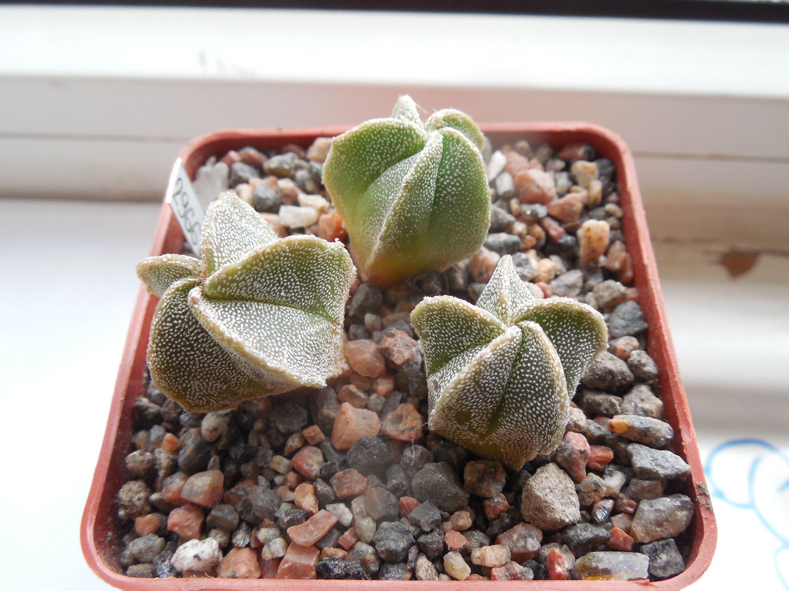 Astrophytum myriostigma cv. kikkoranpo seminuda - RS.