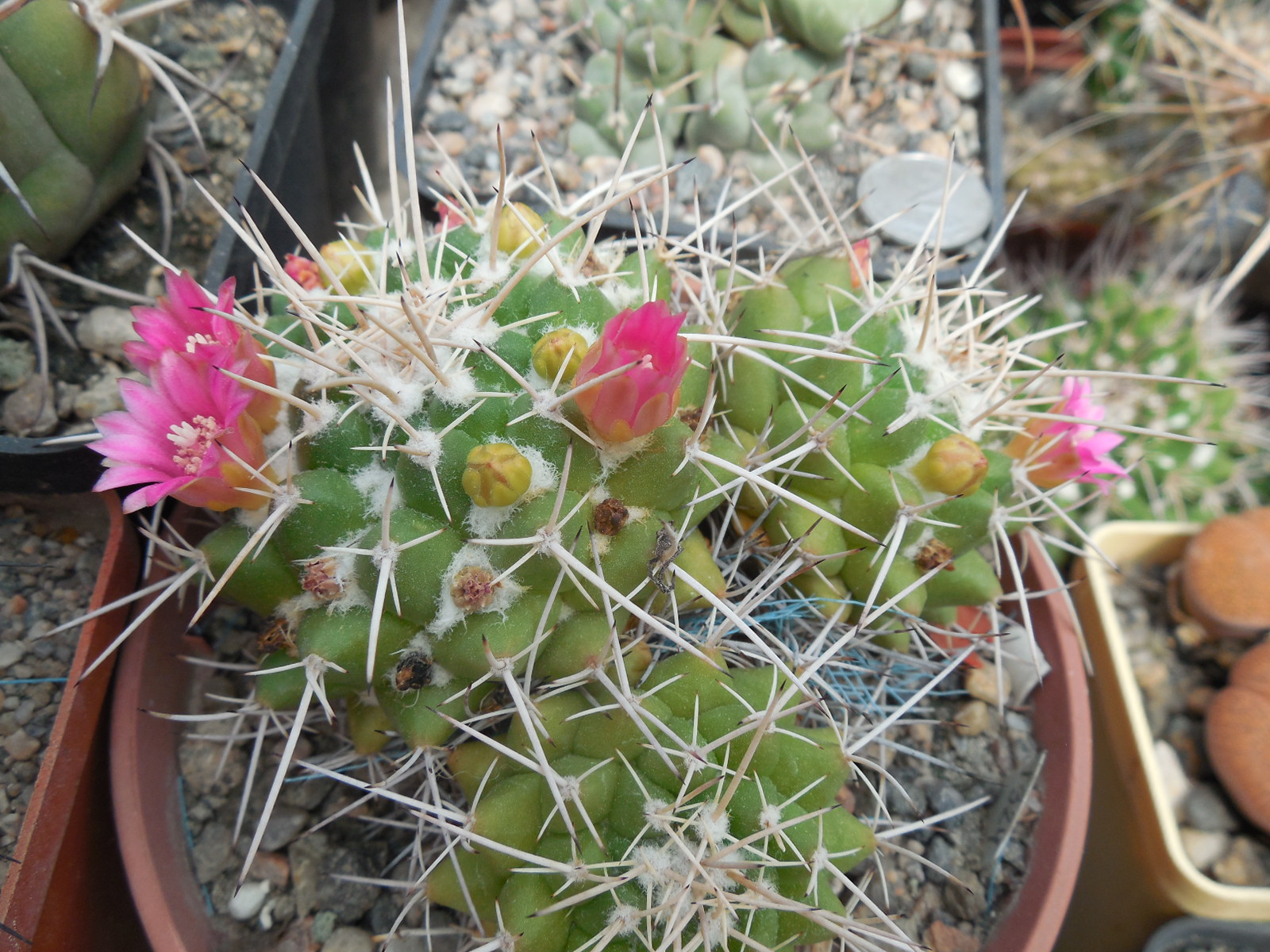 Mammillaria compressa - Ixmiquilpan -  MG -