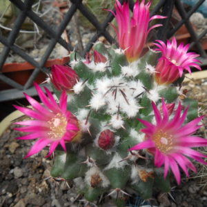 Mammillaria priesnitzii Z 97 — Jalpan, Queretaro — A, Plapp