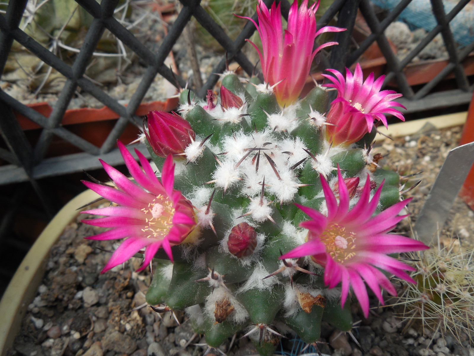 Mammillaria priesnitzii Z 97 — Jalpan, Queretaro — A, Plapp