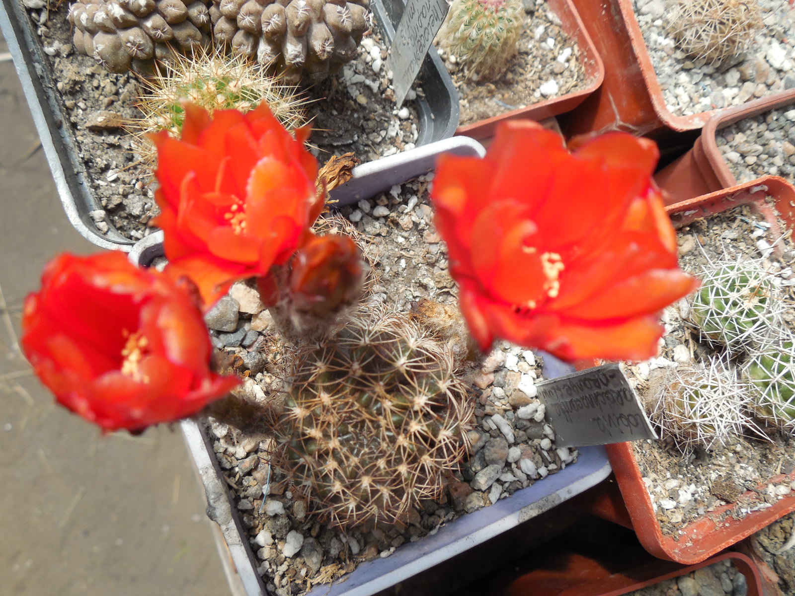 Lobivia  arachnacantha - f. nigra - orange fl.