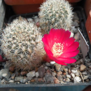 Sulcorebutia tiraquensis - v. bicolorispina