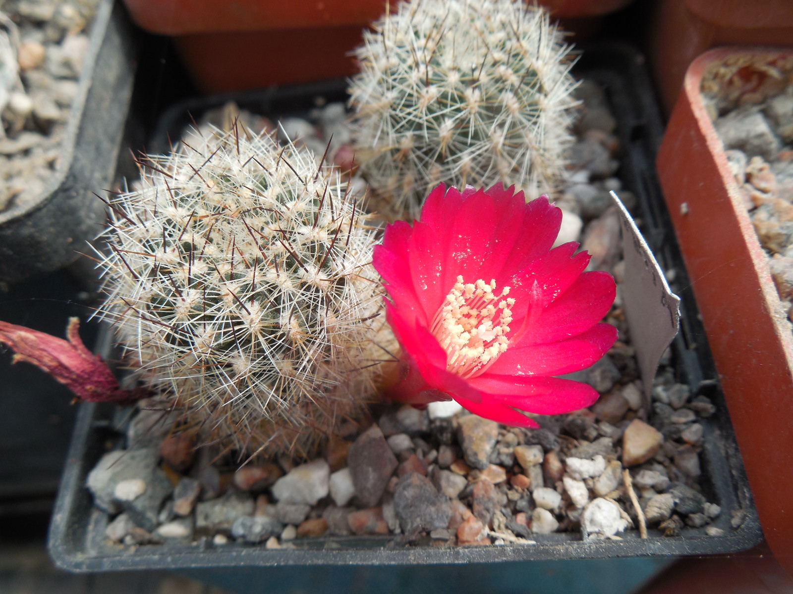 Sulcorebutia tiraquensis - v. bicolorispina