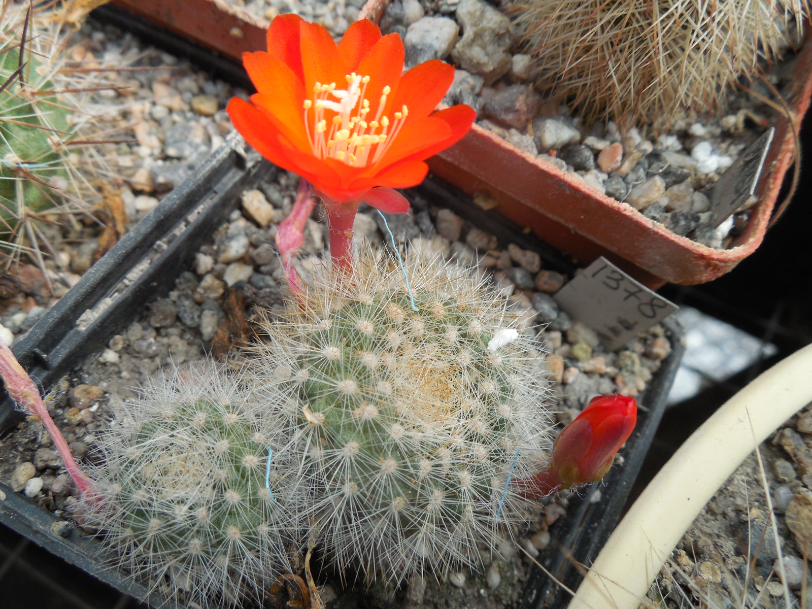 Rebutia vallengrandensis L 353 - MG -