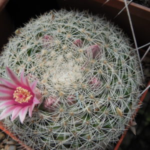 Mammillaria klissingiana MK76. 345 - P.Kupcak