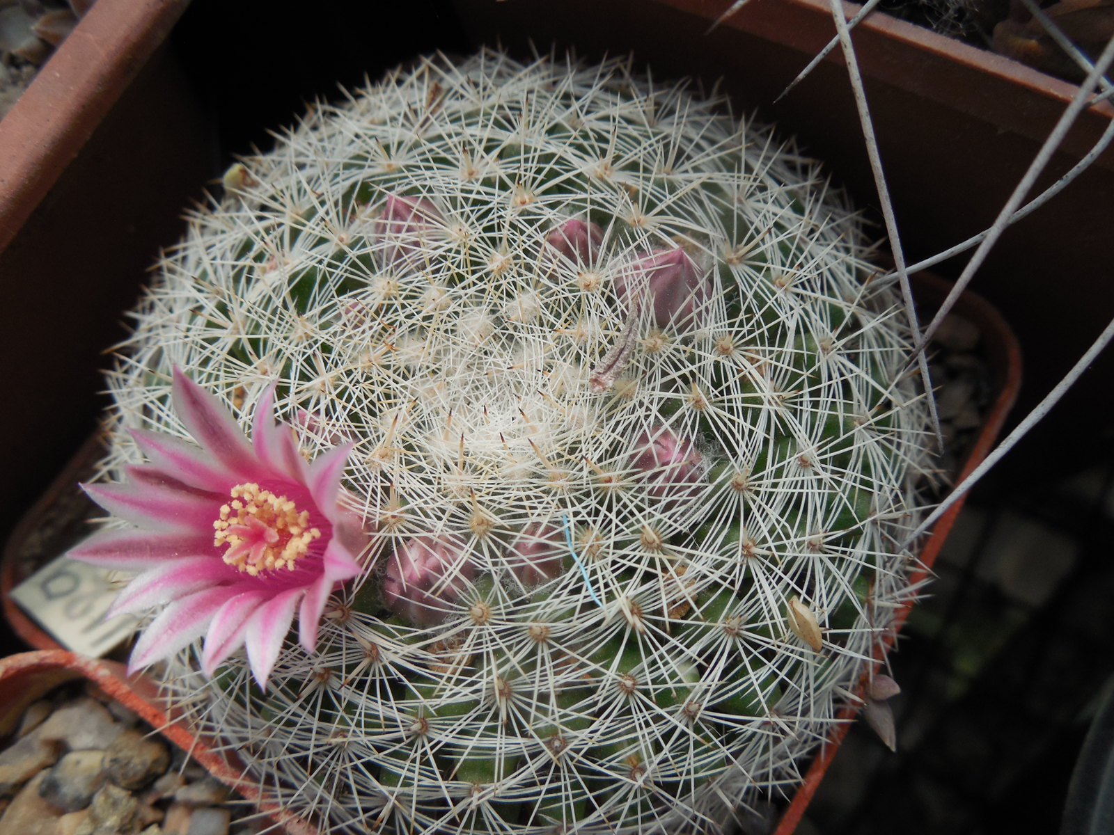 Mammillaria klissingiana MK76. 345 - P.Kupcak