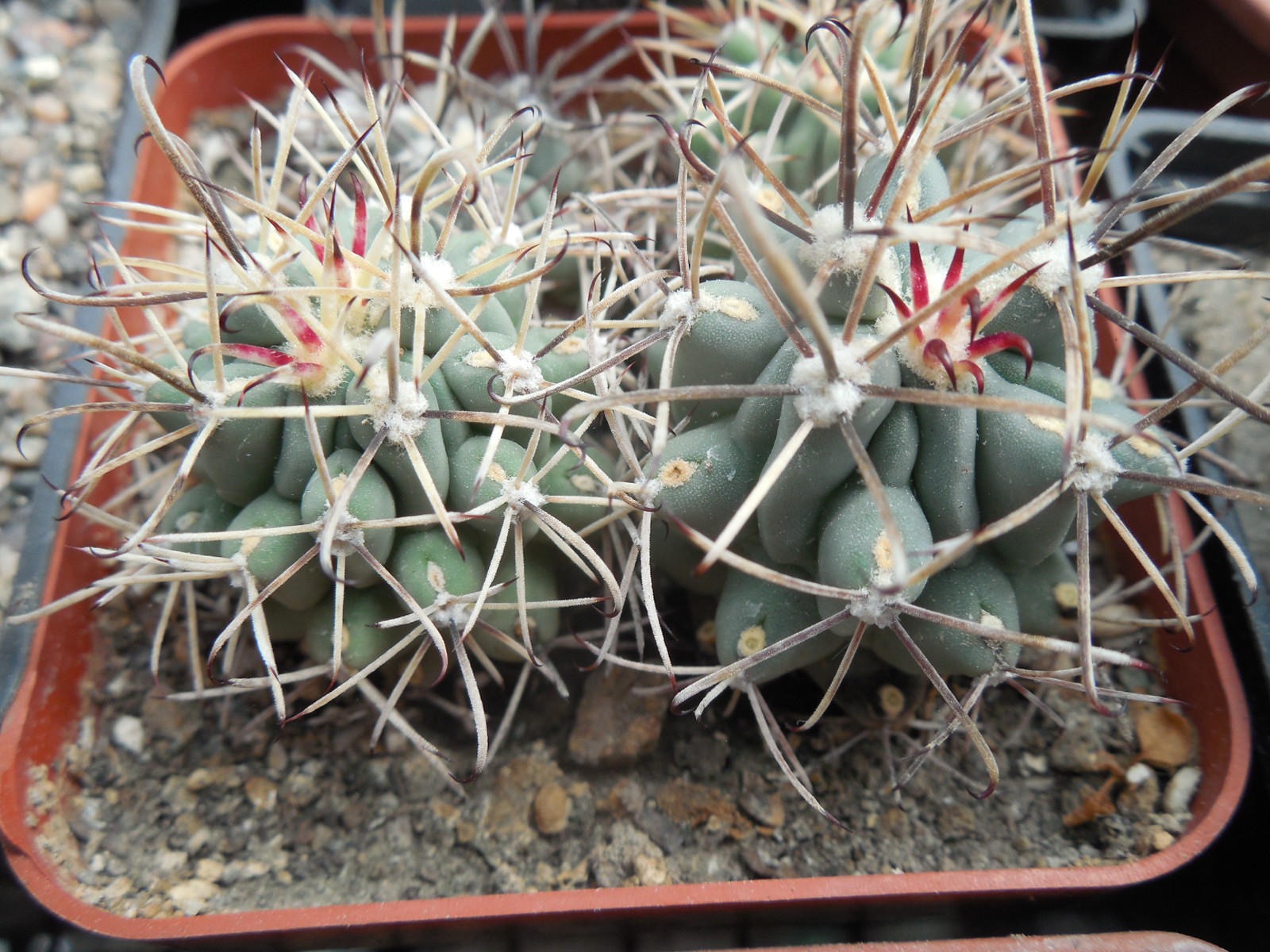 Glandulicactus uncinatus DJF 615 - black flower - Catorse, SLP. - MG -