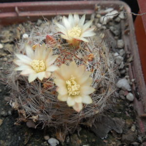 Mammillaria nana