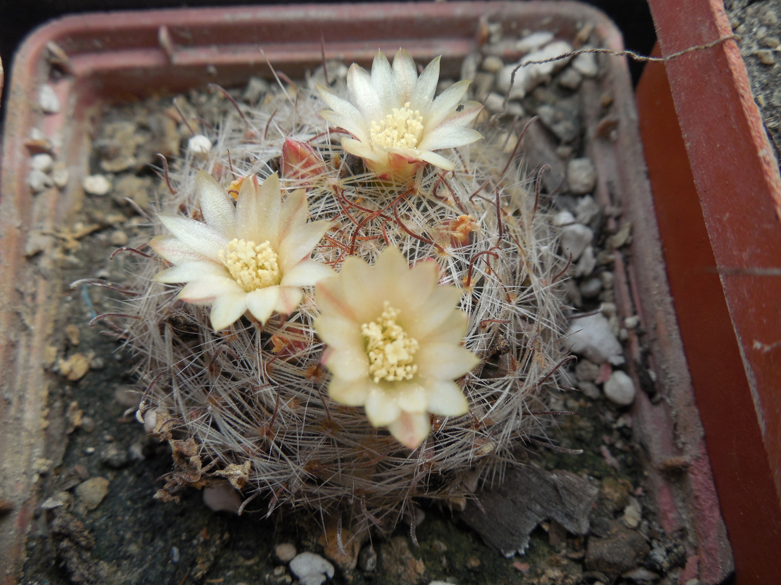 Mammillaria nana