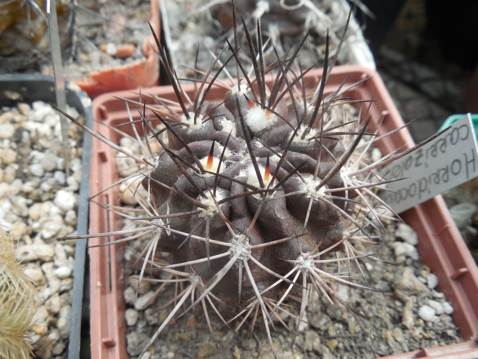Horridocactus carrizalensis