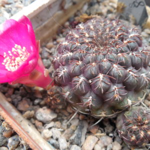 Sulcorebutia pulchra HS 78