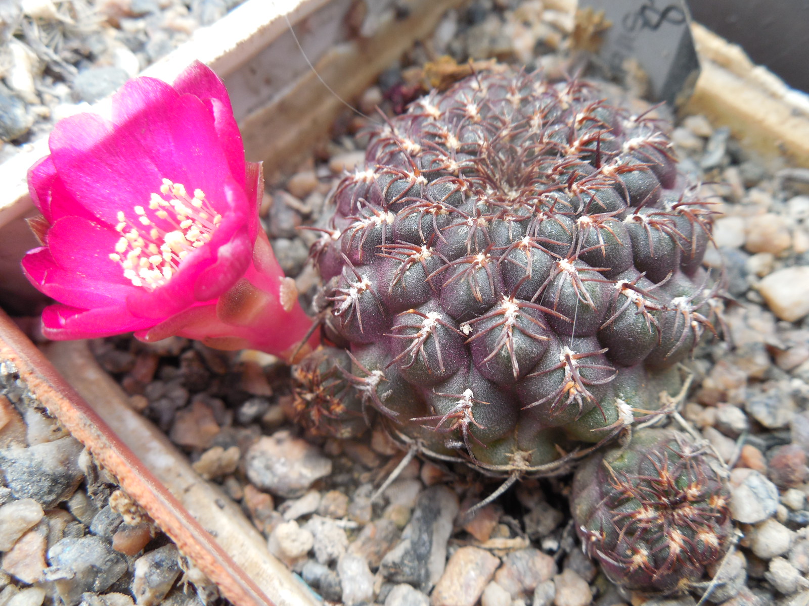 Sulcorebutia pulchra HS 78