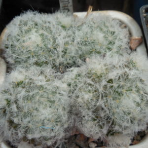 Mammillaria plumosa - f.monstruosa