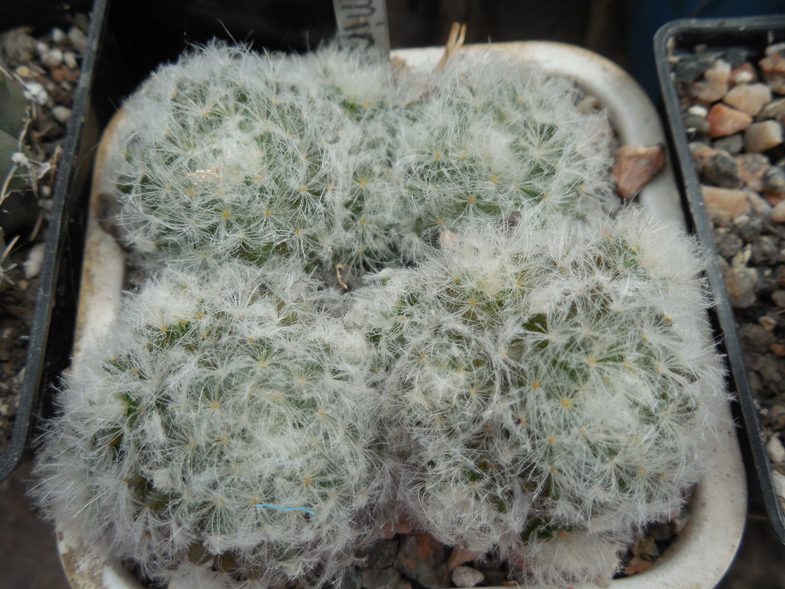 Mammillaria plumosa - f.monstruosa