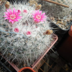 Mammillaria chionocephala ssp. woodsii