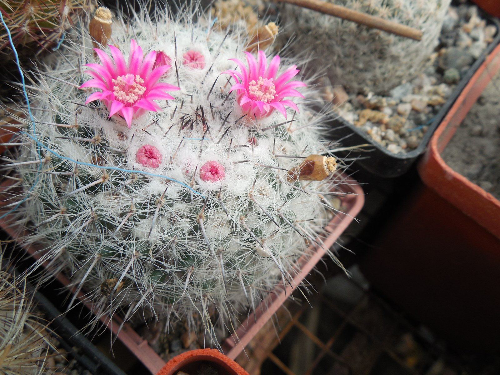 Mammillaria chionocephala ssp. woodsii